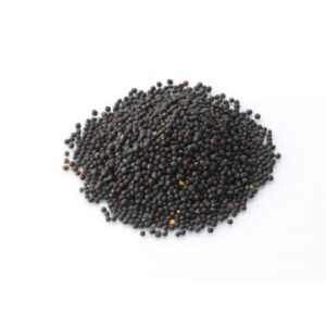 Canola Seed